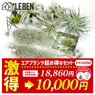 ★予約★半額★【目玉企画】エアプランツ 10個セット [ウスネオイデス + キセログラフィカ + エアプラン…