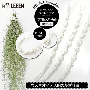 観葉植物 ウスネオイデス エアプランツの人気商品 通販 価格比較 価格 Com