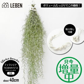 楽天市場 エアープランツ リーベン ヨーロッパの暮らし