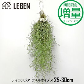 楽天市場 エアプランツの通販