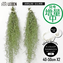 楽天市場 エアープランツ リーベン ヨーロッパの暮らし