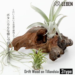 楽天市場 エアープランツ リーベン ヨーロッパの暮らし