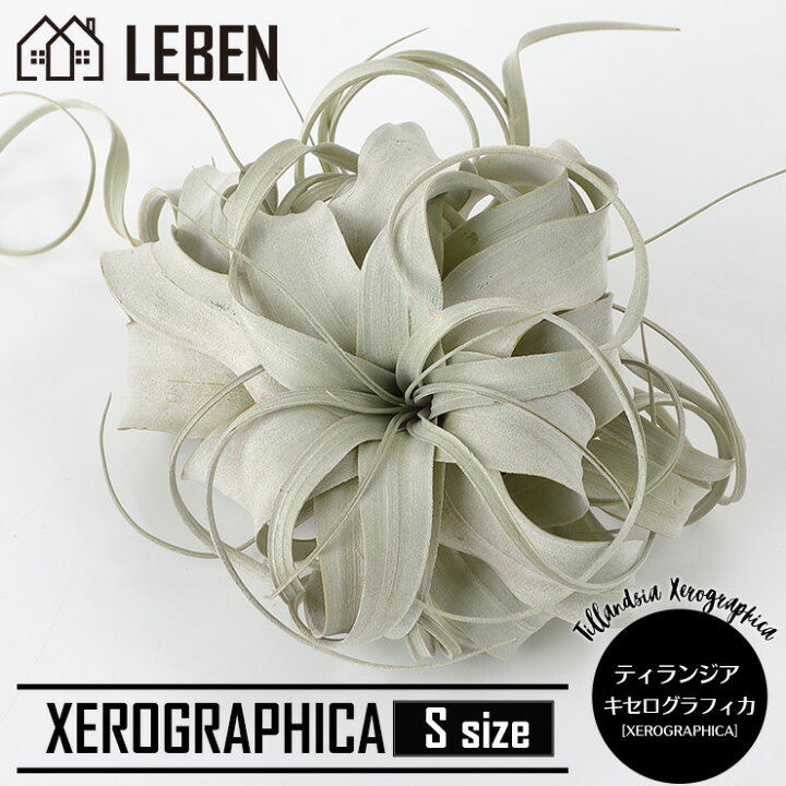 楽天市場 エアプランツ チランジア キセログラフィカ Sサイズ 15cm前後 エアープランツ エアプランツ 観葉植物 ティランジア チランジア 壁掛け 吊り下げ インテリア 誕生日 ギフト 丈夫 人気 育てやすい ハンキング リーベン ヨーロッパの暮らし