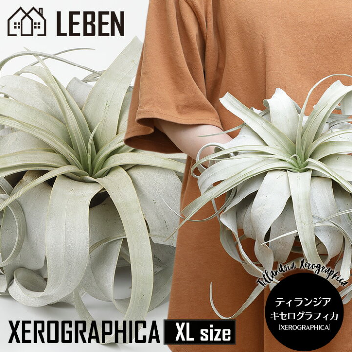 楽天市場 エアプランツ チランジア キセログラフィカ Xlサイズ 25cm前後 エアープランツ エアプランツ 観葉植物 ティランジア チランジア 壁掛け 吊り下げ インテリア 誕生日 ギフト 丈夫 人気 育てやすい ハンキング リーベン ヨーロッパの暮らし
