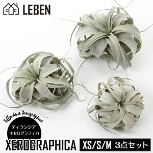 観葉植物 エアプランツ キセログラフィカの人気商品 通販 価格比較 価格 Com