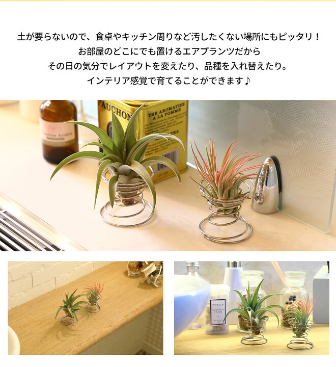 楽天市場 くるくるワイヤースタンド 1個 エアープランツ エアプランツ 観葉植物 ティランジア チランジア 壁掛け 吊り下げ インテリア 誕生日 ギフト 丈夫 人気 育てやすい ハンキング インテリア インテリアグリーン ボタニカル リーベン ヨーロッパの暮らし