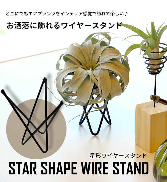 楽天市場 星形ワイヤースタンド 1個 エアープランツ エアプランツ 観葉植物 ティランジア チランジア 壁掛け 吊り下げ インテリア 誕生日 ギフト 丈夫 人気 育てやすい ハンキング インテリア インテリアグリーン ボタニカル リーベン ヨーロッパの暮らし