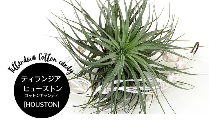 チランジア 039 コットンキャンディ 039 エアープランツ ティランジア 観葉植物 おしゃれ 壁掛け インテリア ミニ 小型 吊り下げ 室内 交配種 Hybrid ヒューストン 値頃