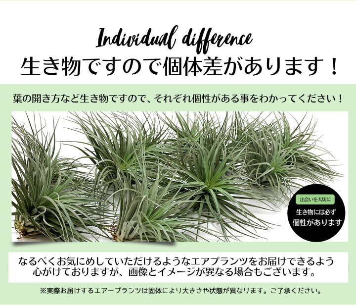楽天市場 只今増量中 エアプランツ セット おためしセット 2種 ウスネオイデス ヒューストン コットンキャンディ エアープランツ エアプランツ 観葉植物 ティランジア チランジア 壁掛け 吊り下げ インテリア 人気 ハンキング リーベン ヨーロッパの暮らし