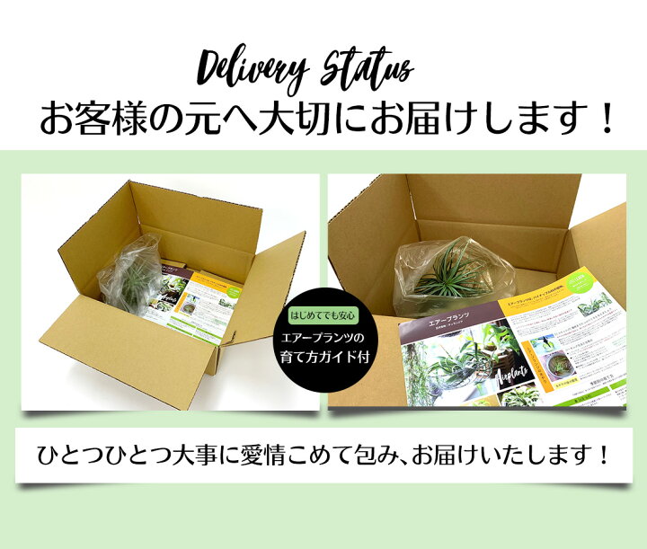 楽天市場 エアープランツ チランジア コットンキャンディ ヒューストン Xlサイズ エアープランツ エアプランツ 観葉植物 ティランジア チランジア 壁掛け 吊り下げ インテリア 誕生日 ギフト 丈夫 人気 育てやすい ハンキング 希少種 リーベン ヨーロッパの暮らし