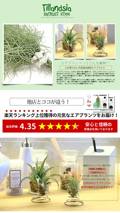 楽天市場】【予約】大特価【お買い物マラソン】☆期間限定販売 エア 
