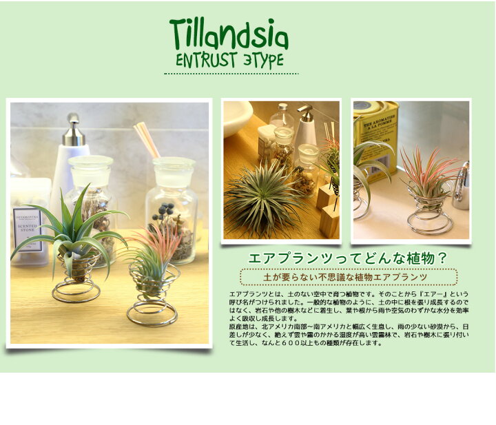 楽天市場 名入れ ギフト プレゼント 植物 くるくるワイヤースタンド エアプランツギフトセット セット割 5060円 3980円 エアープランツ エアプランツ 観葉植物 母の日 母 メッセージカード 霧吹き 水やり ミスト スプレー ボトル リーベン ヨーロッパの暮らし