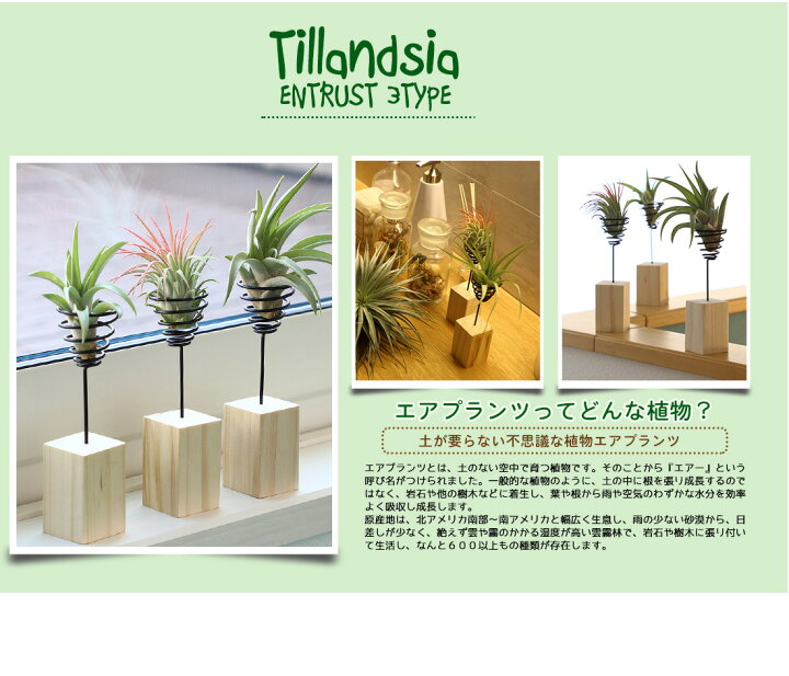 楽天市場 名入れ ギフト プレゼント 植物 木製くるくるワイヤースタンド エアプランツギフトセット セット割 6840円 5480円 エアープランツ エアプランツ 観葉植物 母の日 母 古希 喜寿 米寿 長寿 メッセージカード 霧吹き 水やり ミスト スプレー ボトル