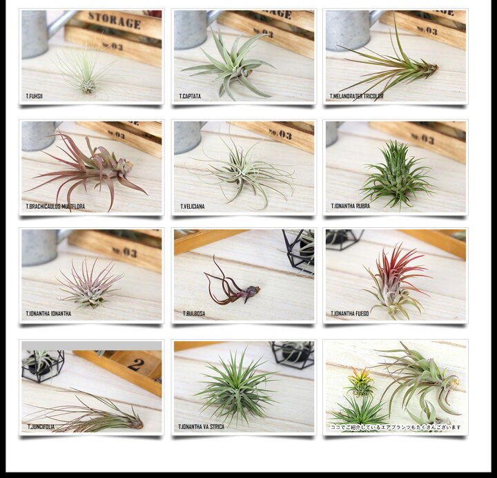 楽天市場 名入れ ギフト プレゼント 植物 木製くるくるワイヤースタンド エアプランツギフトセット セット割 6840円 5480円 エアープランツ エアプランツ 観葉植物 母の日 母 古希 喜寿 米寿 長寿 メッセージカード 霧吹き 水やり ミスト スプレー ボトル