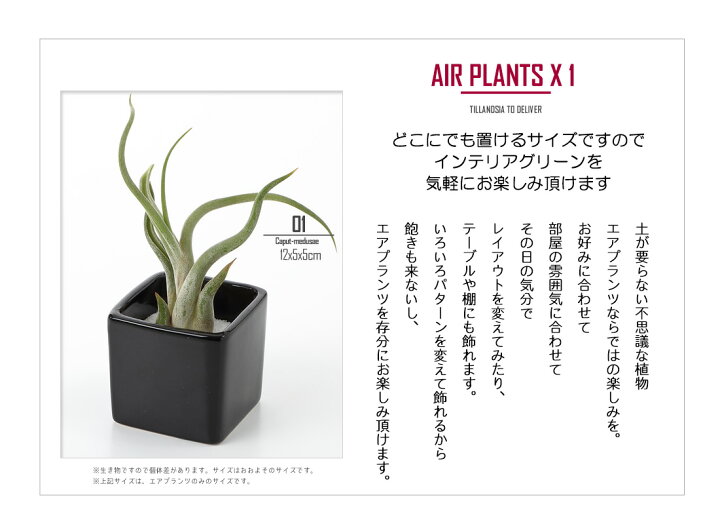 楽天市場 名入れ ギフト プレゼント 植物 エアープランツ カプトメドゥーサ 12cm程度 エアプランツ 陶器 飾り砂付き エアプランツ チランジア ティランジア ハンキング インテリア 誕生日 丈夫 人気 育てやすい リーベン ヨーロッパの暮らし