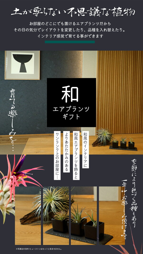 楽天市場 名入れ ギフト プレゼント 植物 エアープランツ 和モダン 陶器3個セット エアプランツ 陶器 飾り砂付き エアプランツ チランジア ティランジア ハンキング インテリア 誕生日 丈夫 人気 育てやすい リーベン ヨーロッパの暮らし