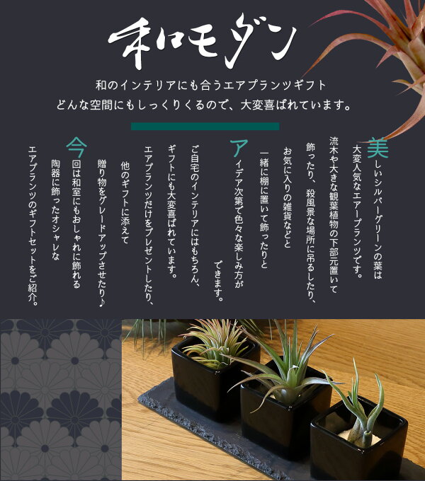 楽天市場 名入れ ギフト プレゼント 植物 エアープランツ 和モダン 陶器3個セット エアプランツ 陶器 飾り砂付き エアプランツ チランジア ティランジア ハンキング インテリア 誕生日 丈夫 人気 育てやすい リーベン ヨーロッパの暮らし