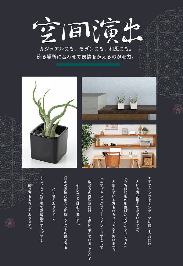 楽天市場 名入れ ギフト プレゼント 植物 エアープランツ 和モダン 陶器3個セット エアプランツ 陶器 飾り砂付き エアプランツ チランジア ティランジア ハンキング インテリア 誕生日 丈夫 人気 育てやすい リーベン ヨーロッパの暮らし
