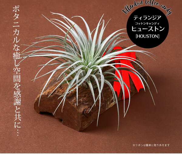 楽天市場 名入れ ギフト プレゼント 植物 Cotton Candy Houston Drift Wood x12cm イオナンタ フエゴ 1個 流木付き コットンキャンディー ヒューストン エアープランツ エアプランツ 観葉植物 母の日 母 古希 喜寿 米寿 長寿 リーベン ヨーロッパの暮らし