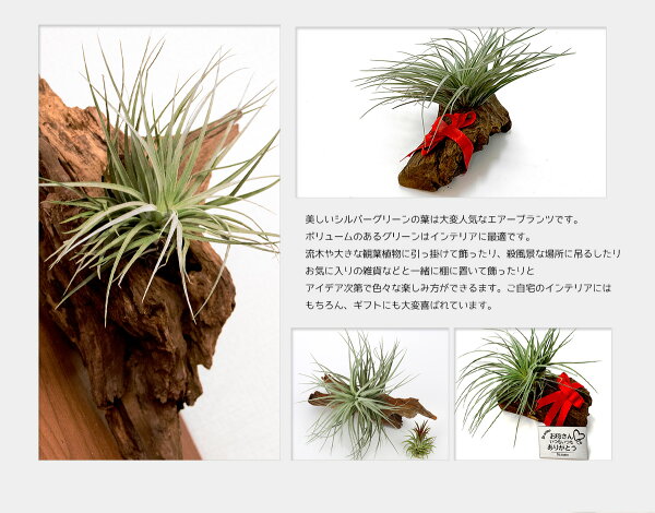 楽天市場 名入れ ギフト プレゼント 植物 Cotton Candy Houston Drift Wood x12cm イオナンタ フエゴ 1個 流木付き コットンキャンディー ヒューストン エアープランツ エアプランツ 観葉植物 母の日 母 古希 喜寿 米寿 長寿 リーベン ヨーロッパの暮らし