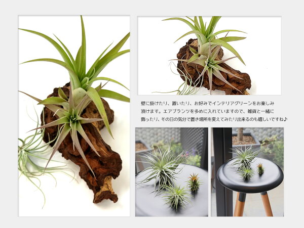 楽天市場 名入れ ギフト プレゼント 植物 流木 エアプランツ3種セット エアープランツ エアプランツ 観葉植物 母の日 母 古希 喜寿 米寿 長寿 メッセージカード ギフト リーベン ヨーロッパの暮らし