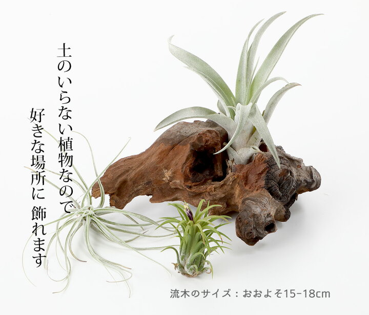 楽天市場 名入れ ギフト プレゼント 植物 流木 エアプランツ3種セット エアープランツ エアプランツ 観葉植物 母の日 母 古希 喜寿 米寿 長寿 メッセージカード ギフト リーベン ヨーロッパの暮らし