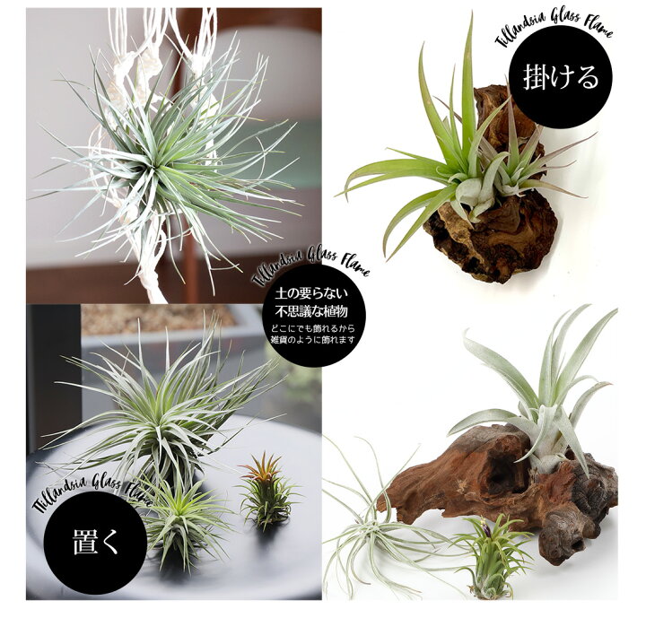 楽天市場 名入れ ギフト プレゼント 植物 流木 エアプランツ3種セット エアープランツ エアプランツ 観葉植物 母の日 母 古希 喜寿 米寿 長寿 メッセージカード ギフト リーベン ヨーロッパの暮らし