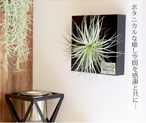楽天市場 名入れ ギフト プレゼント 植物 Flame In Tillandsia xcm 壁掛け フレーム 寄せ植え エアープランツ エアプランツ 観葉植物 母の日 母 お誕生日 プレゼント高級 おしゃれ お祝い 還暦祝い 古希 喜寿 米寿 長寿 リーベン ヨーロッパの 暮らし