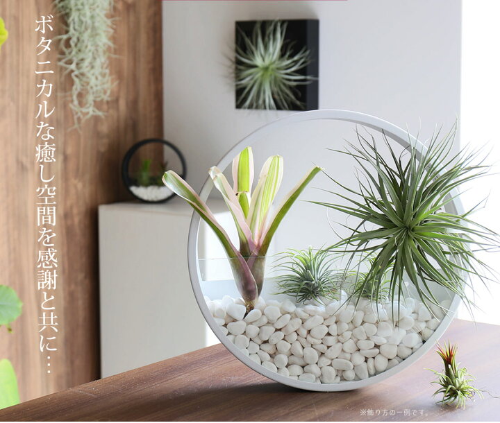 楽天市場】[名入れギフト プレゼント 植物] Glass Flame in Tillandsia 