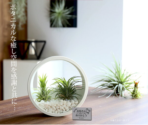 楽天市場 名入れ ギフト プレゼント 植物 Glass Flame In Tillandsia Sサイズ 壁掛け ガラス鉢 寄せ植え エアープランツ エアプランツ 観葉植物 母の日 母 お誕生日 プレゼント高級 おしゃれ お祝い 還暦祝い 古希 喜寿 米寿 長寿 リーベン ヨーロッパの暮らし