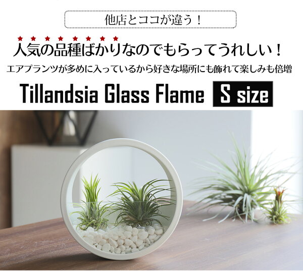 楽天市場 名入れ ギフト プレゼント 植物 Glass Flame In Tillandsia Sサイズ 壁掛け ガラス鉢 寄せ植え エアープランツ エアプランツ 観葉植物 母の日 母 お誕生日 プレゼント高級 おしゃれ お祝い 還暦祝い 古希 喜寿 米寿 長寿 リーベン ヨーロッパの暮らし