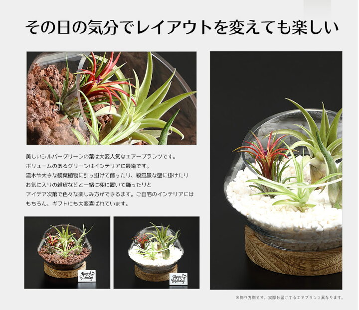 楽天市場 名入れギフト プレゼント 植物 木製台座付き Glass Pot In Tillandsia Lサイズ ガラス鉢 寄せ植え エアープランツ エアプランツ 観葉植物 母の日 母 お誕生日 プレゼント高級 おしゃれ お祝い 敬老の日 リーベン ヨーロッパの暮らし 楽天市場 名入れギフト プレゼント 植物 木製台座付き Glass Pot In Tillandsia Lサイズ ガラス鉢 寄せ植え エアープランツ エアプランツ 観葉植物 母の日 母 お誕生日 プレゼント高級 おしゃれ お祝い 敬老の日 リーベン ヨーロッパの暮らし