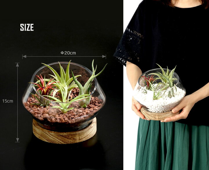 楽天市場】[名入れギフト プレゼント 植物] 木製台座付き Glass Pot in 