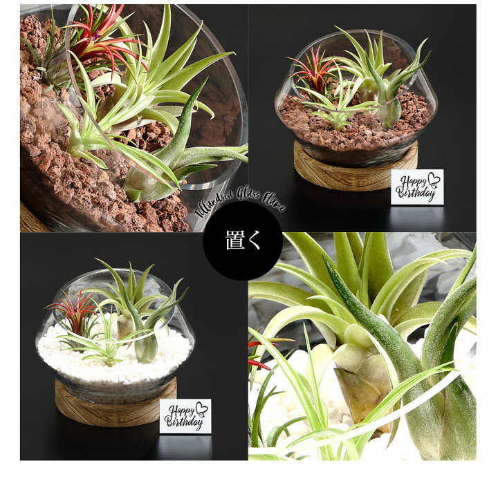 楽天市場 名入れギフト プレゼント 植物 木製台座付き Glass Pot In Tillandsia Lサイズ ガラス鉢 寄せ植え エアープランツ エアプランツ 観葉植物 母の日 母 お誕生日 プレゼント高級 おしゃれ お祝い 敬老の日 リーベン ヨーロッパの暮らし