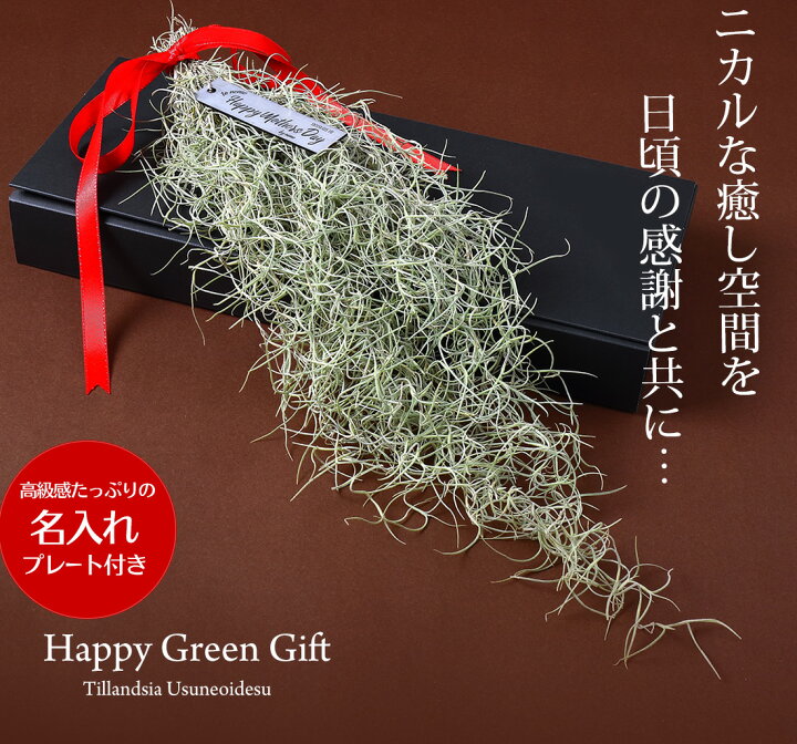 楽天市場 名入れ ギフト プレゼント 植物 ウスネオイデス 1束 スパニッシュモス エアープランツ エアプランツ 観葉植物 母の日 母 母親 50代 60代 70代 80代 お誕生日 プレゼント高級 おしゃれ お土産 手土産 お祝い 還暦祝い リーベン ヨーロッパの暮らし