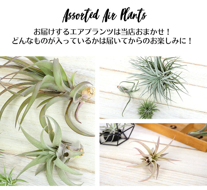 楽天市場】【10%OFFクーポン！5と0のつく日】エアプランツ セット 