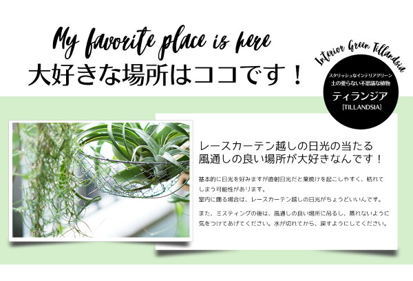 楽天市場 エアプランツ チランジア レアカラー ピンク キセログラフィカ Sサイズ 15cm前後 エアープランツ エアプランツ 観葉植物 ティランジア チランジア 壁掛け 吊り下げ インテリア 誕生日 ギフト 丈夫 人気 育てやすい ハンキング リーベン ヨーロッパの暮らし