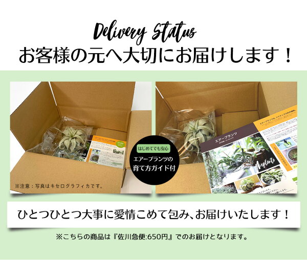 楽天市場 エアプランツ セット おまかせ 3種セット エアープランツ エアプランツ 観葉植物 ティランジア チランジア 壁掛け 吊り下げ インテリア 誕生日 ギフト 丈夫 人気 育てやすい リーベン ヨーロッパの暮らし