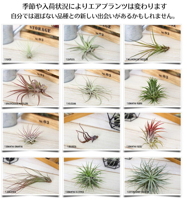 楽天市場】エアプランツ セット おまかせ [4種セット] エアープランツ  