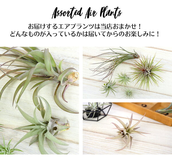 楽天市場 エアプランツ セット おまかせ 5種セット エアープランツ エアプランツ 観葉植物 ティランジア チランジア 壁掛け 吊り下げ インテリア 誕生日 ギフト 丈夫 人気 育てやすい リーベン ヨーロッパの暮らし