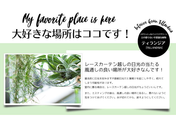楽天市場 只今増量中 エアプランツ セット おためしセット 2種 ウスネオイデス ヒューストン コットンキャンディ エアープランツ エアプランツ 観葉植物 ティランジア チランジア 壁掛け 吊り下げ インテリア 人気 ハンキング リーベン ヨーロッパの暮らし