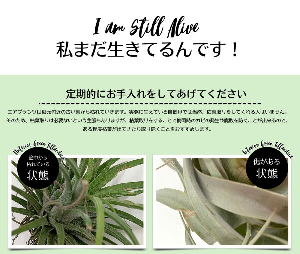 楽天市場 エアプランツ セット おまかせ 5種セット エアープランツ エアプランツ 観葉植物 ティランジア チランジア 壁掛け 吊り下げ インテリア 誕生日 ギフト 丈夫 人気 育てやすい リーベン ヨーロッパの暮らし