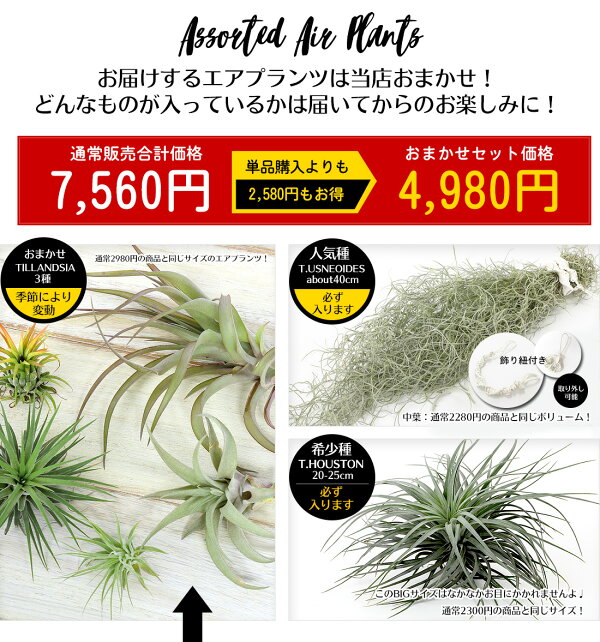 楽天市場 エアプランツ ウスネオイデス ヒューストン おまかせ3種 全5種セット エアープランツ エアプランツ 観葉植物 ティランジア チランジア 吊り下げ 誕生日 ギフト 人気 ハンキング スパニッシュモス コットンキャンディ リーベン ヨーロッパの暮らし