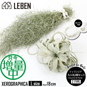 y10%OFFN[|I}\zGAvc EXlICfX+LZOtBJ[XS/S/L] [lC2Zbg] GA[vc GAvc ϗtA eBWA `WA Ǌ| 