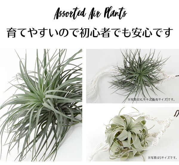 楽天市場 予約販売 エアプランツ ヒューストンxl キセログラフィカxs 大人気2種セット エアープランツ エアプランツ コットンキャンディ 観葉植物 ティランジア チランジア 壁掛け 吊り下げ インテリア 誕生日 ギフト 丈夫 人気 育てやすい 送料無料 リーベン