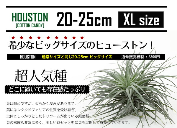 楽天市場 予約販売 エアプランツ ヒューストンxl キセログラフィカxs 大人気2種セット エアープランツ エアプランツ コットンキャンディ 観葉植物 ティランジア チランジア 壁掛け 吊り下げ インテリア 誕生日 ギフト 丈夫 人気 育てやすい 送料無料 リーベン