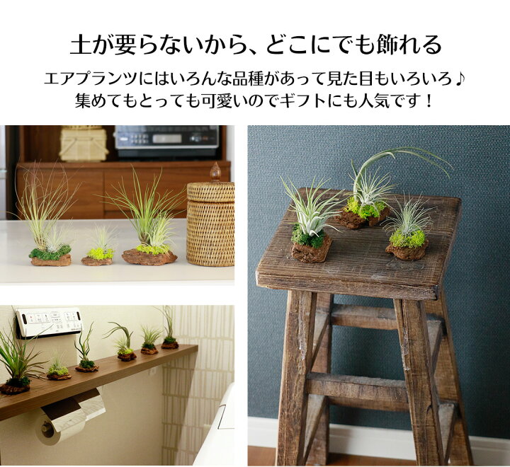 楽天市場 エアプランツ セット おまかせ レッドウッド アソート 2株 2株 1株セット エアープランツ エアプランツ 観葉植物 ティランジア チランジア 壁掛け 吊り下げ インテリア 誕生日 ギフト 丈夫 人気 育てやすい リーベン ヨーロッパの暮らし