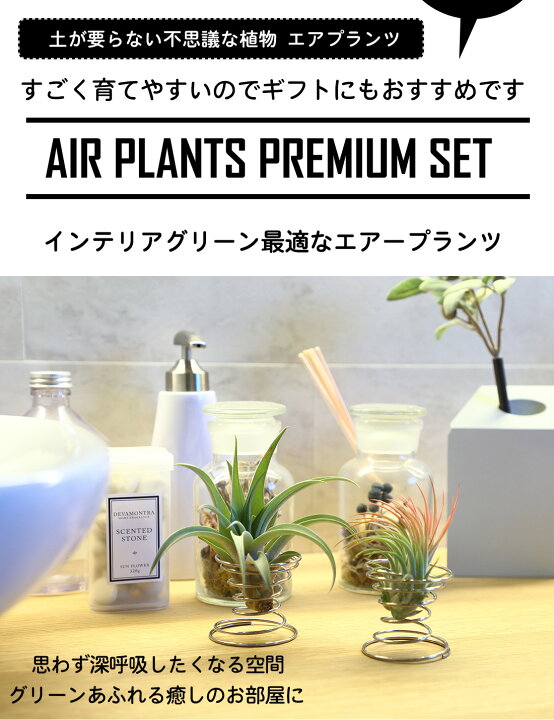 楽天市場】【予約】まとめて超お得☆【目玉ギフト商品】期間限定販売 リセ/Navel 2.0/キラレア KR/花/まとめ売り セット