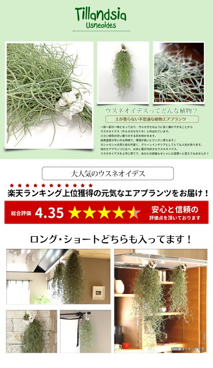 楽天市場 半額 目玉企画 エアプランツ 10個セット ウスネオイデス キセログラフィカ エアプランツ5種 エアープランツ エアプランツ 観葉植物 ティランジア チランジア 壁掛け 吊り下げ インテリア 誕生日 ギフト ハンキング リーベン ヨーロッパの暮らし