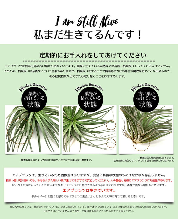楽天市場 エアープランツ チランジア コットンキャンディ ヒューストン Xlサイズ エアープランツ エアプランツ 観葉植物 ティランジア チランジア 壁掛け 吊り下げ インテリア 誕生日 ギフト 丈夫 人気 育てやすい ハンキング 希少種 リーベン ヨーロッパの暮らし